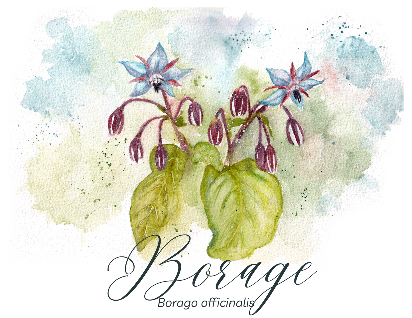 Borage Botanical Print