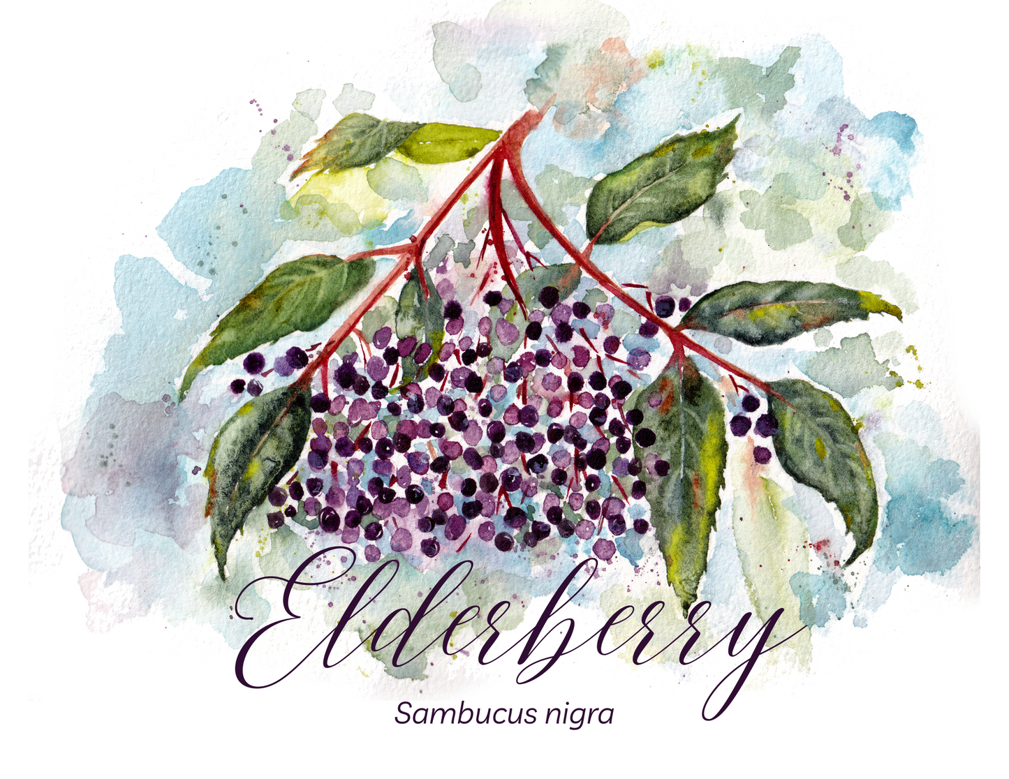 Elderberry Botanical Print