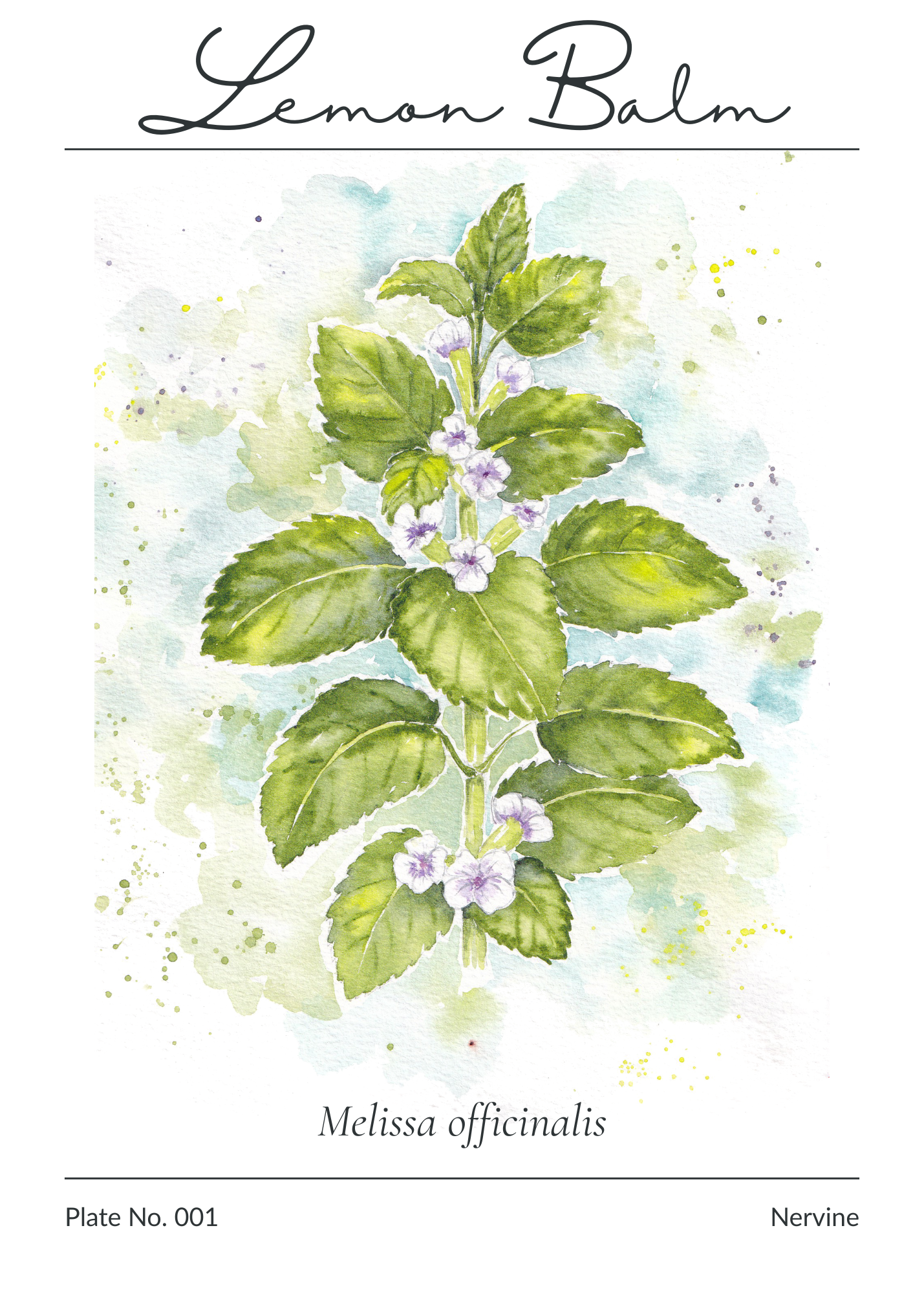 Illustration of Lemon Balm (Melissa officinalis) with green leaves and small purple flowers on a light blue background.