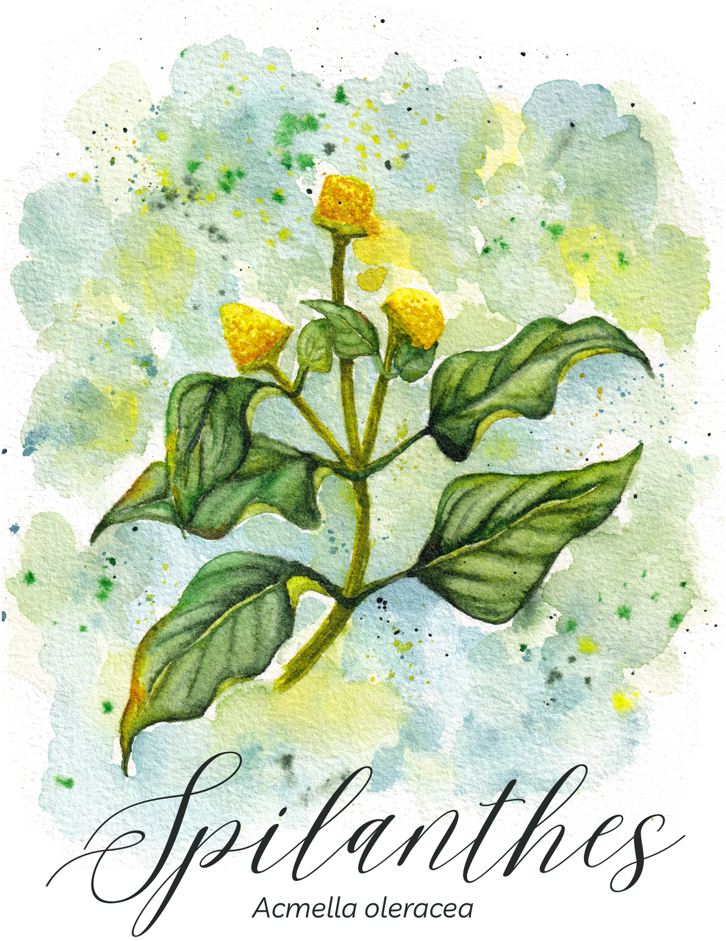 Spilanthes Botanical Print