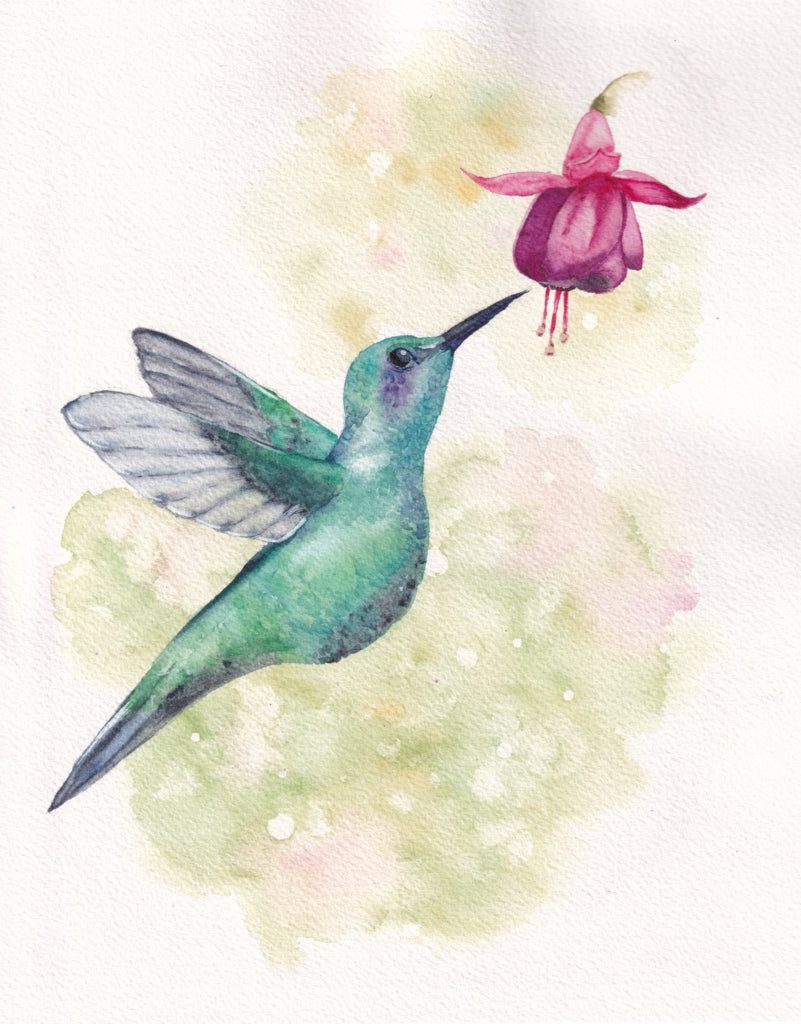 Hummingbird and Fuchsia