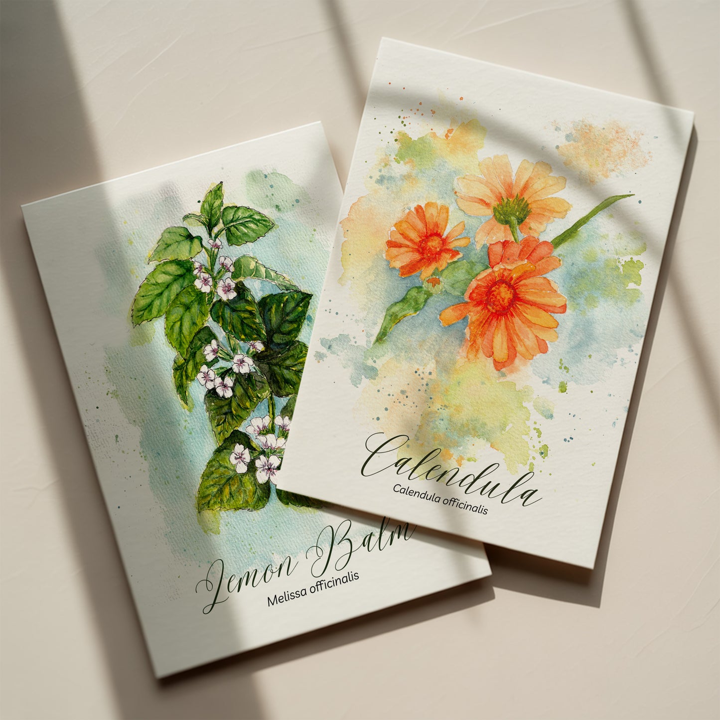 Elderberry Botanical Print