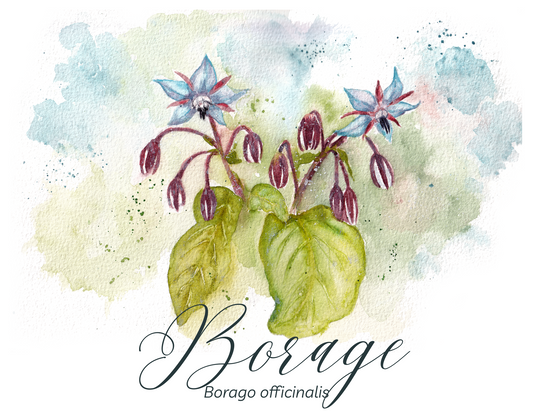 Borage Botanical Print