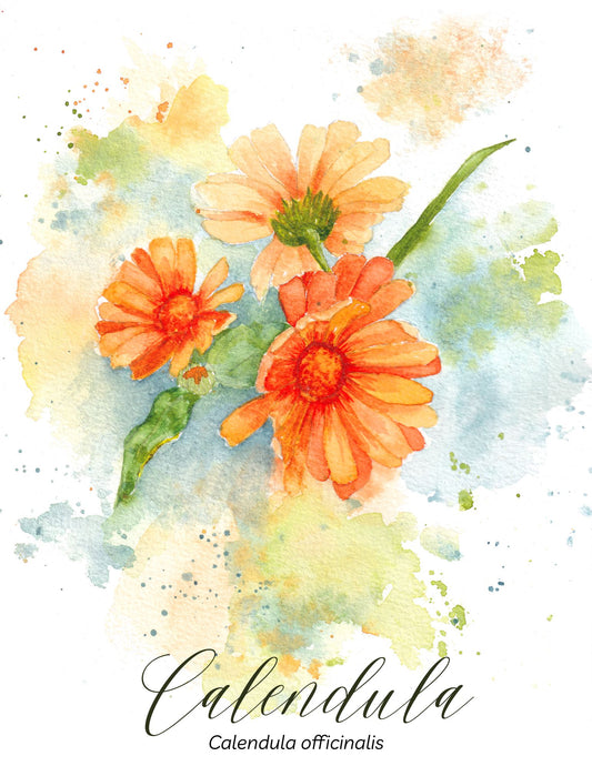 Calendula Botanical Print