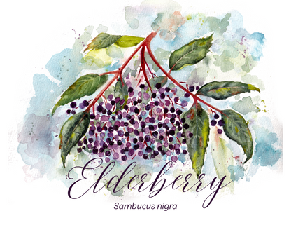 Elderberry Botanical Print