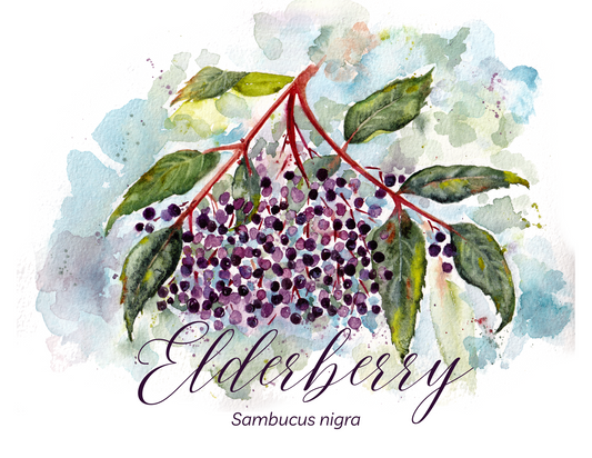 Elderberry Botanical Print