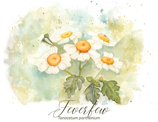 Feverfew Botanical Print