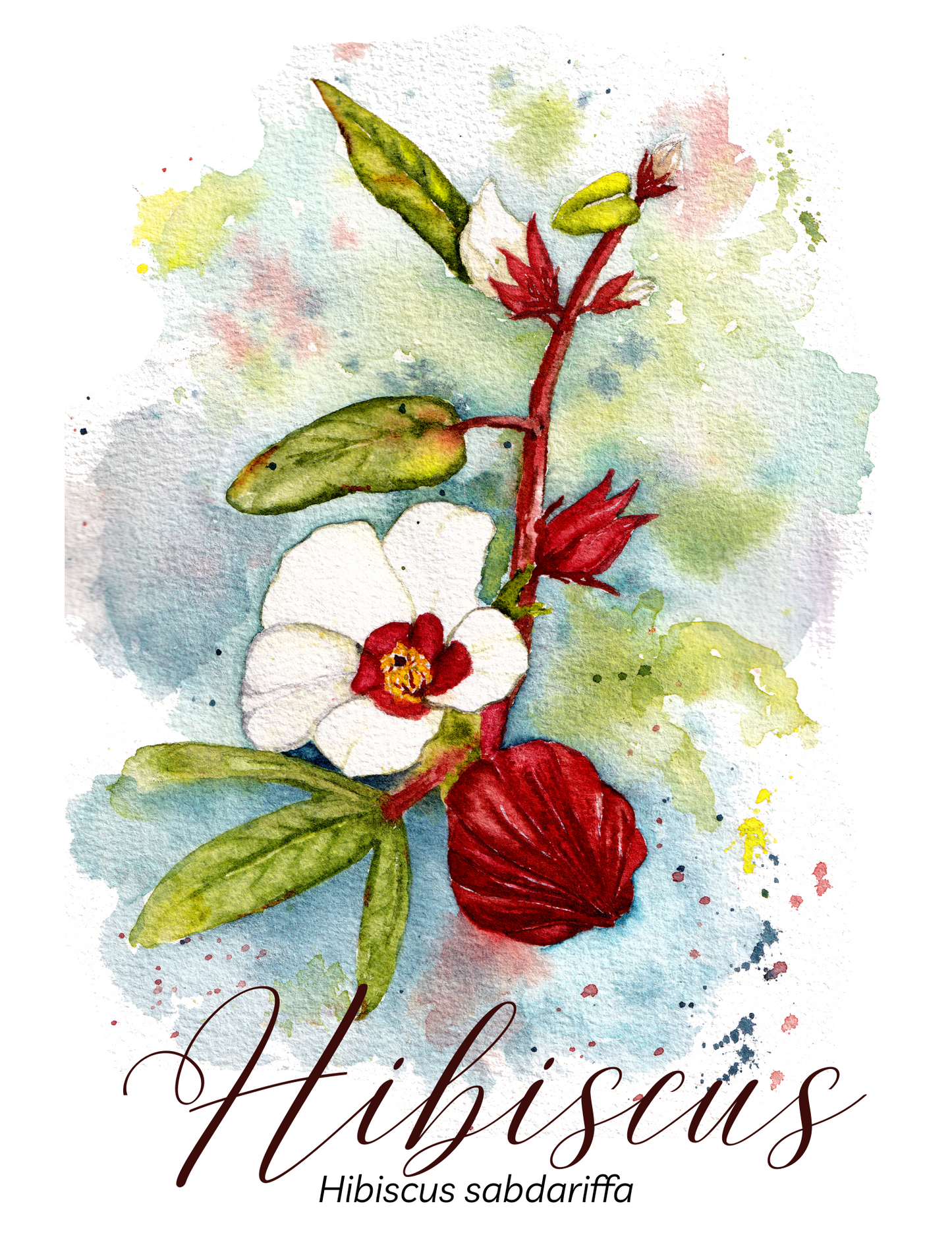 Hibiscus Botanical Print