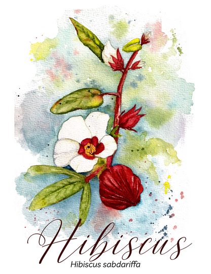 Hibiscus Botanical Print