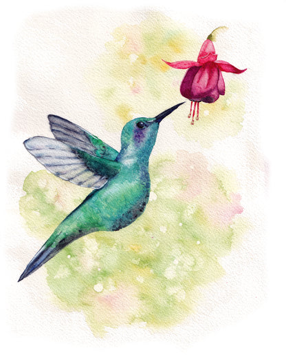 Hummingbird and Fuchsia Art Print