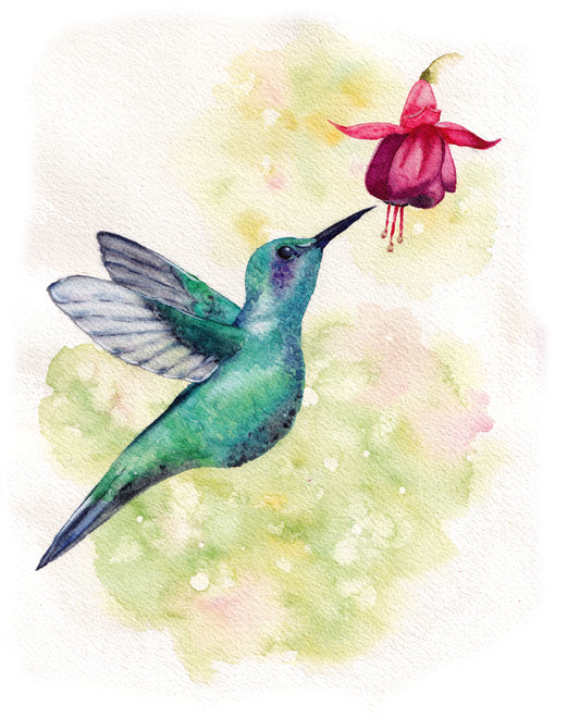 Hummingbird and Fuchsia Art Print