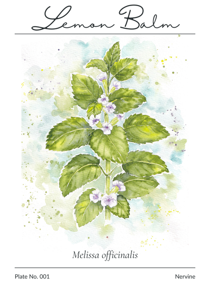 Illustration of Lemon Balm (Melissa officinalis) with green leaves and small purple flowers on a light blue background.