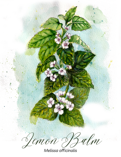 Lemon Balm Botanical Print