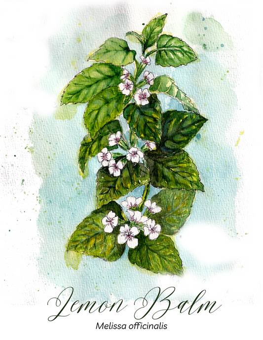 Lemon Balm Botanical Print