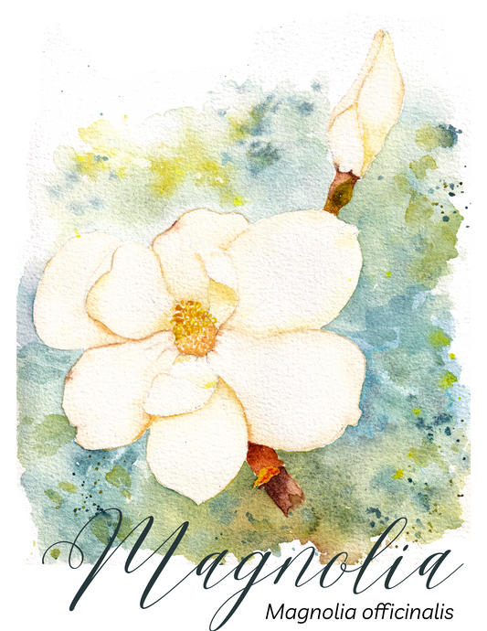 Magnolia Botanical Print