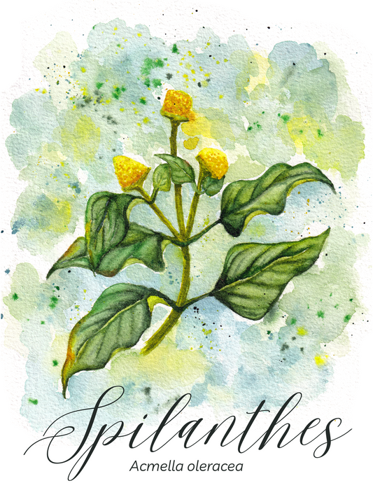 Spilanthes Botanical Print