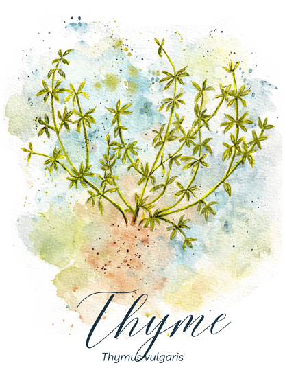 Thyme Botanical Print