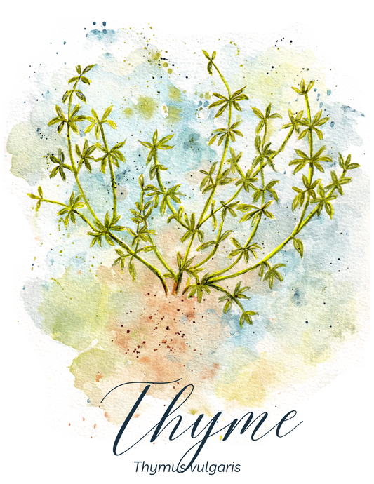 Thyme Botanical Print