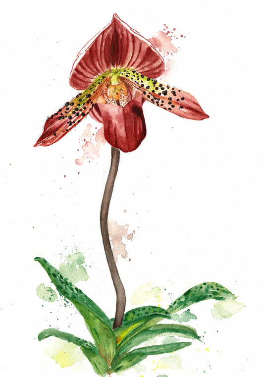 Slipper Orchid Watercolor Print