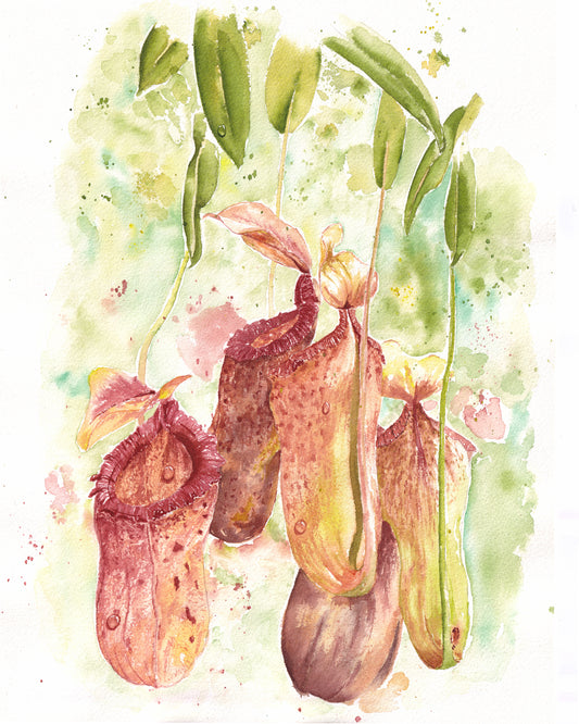 Tropical Pitchers Print