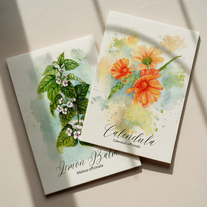 Elderberry Botanical Print